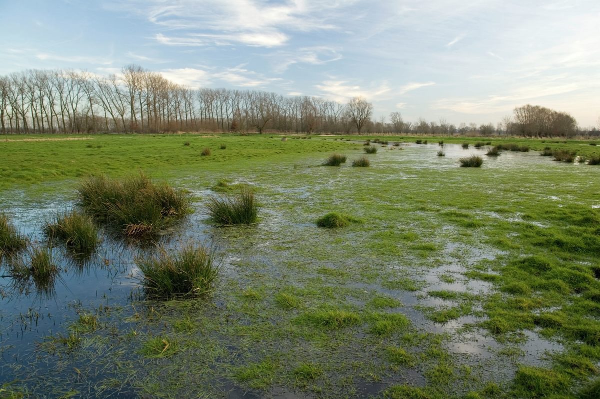 Assebroekse meersen